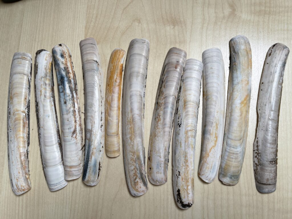 Auf dem Schreibtisch liegen 11 etwas über fingerlange schmale Muscheln. Alle sind leicht gebogen und haben Muster. Einige haben auch etwas Gelb in der Färbung.