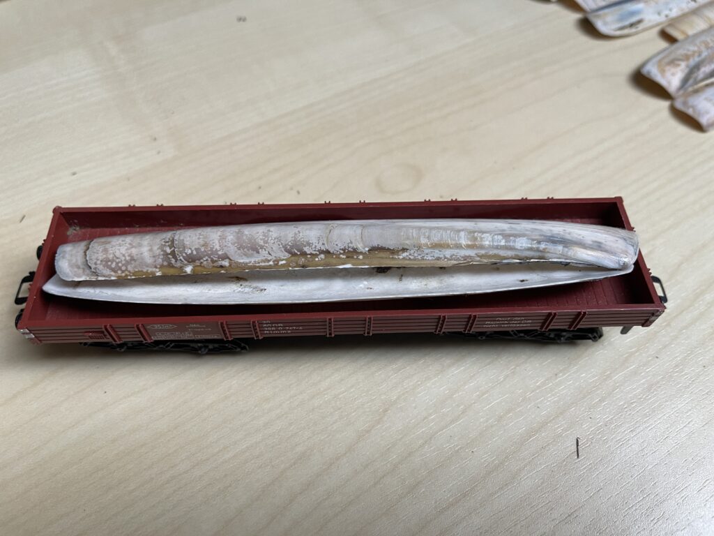 Auf dem braunen Niederbordwagen liegen übereinander zwei der länglichen Muscheln.