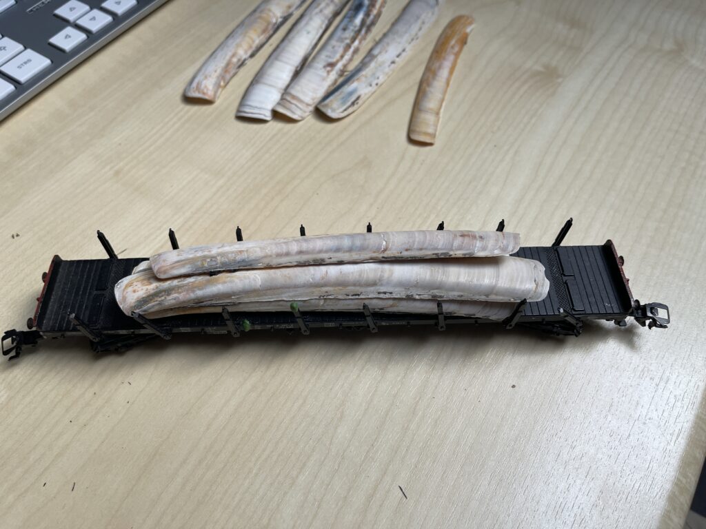 Auf dem schwarzen Rungenwagen liegen einige der Muscheln gestapelt.